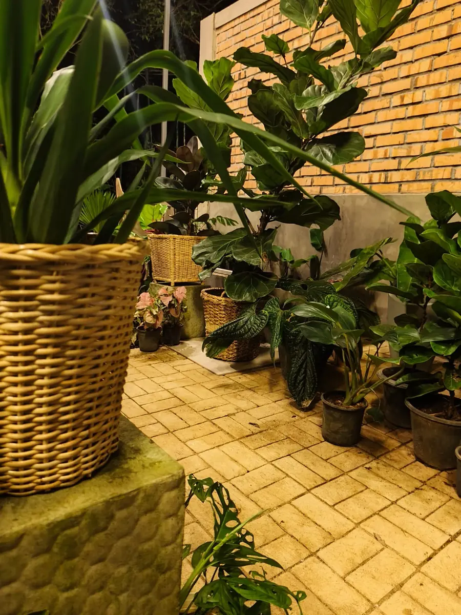 Real nursery display of statement foliage and woven planters at Heliconia Garden