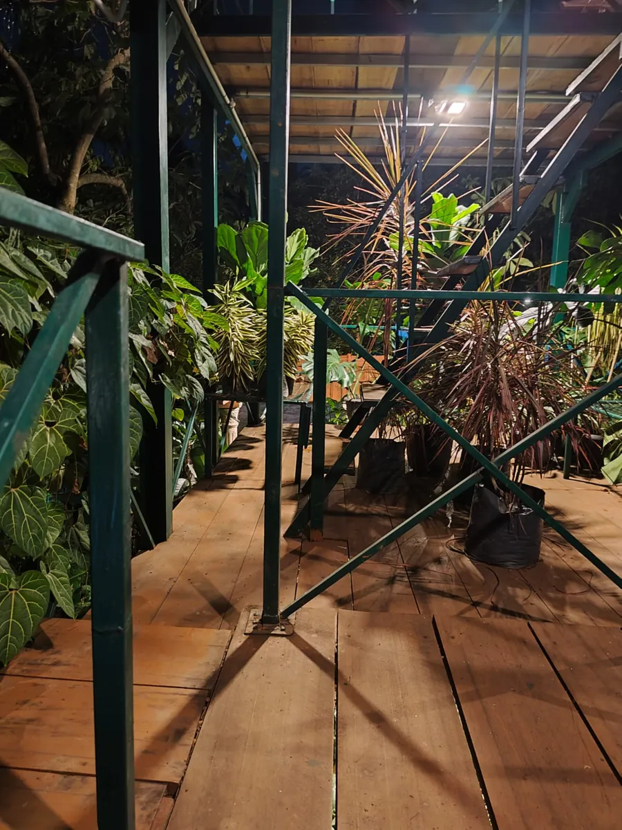 Tropical foliage along the timber walkway beneath the lit canopy at Heliconia Garden