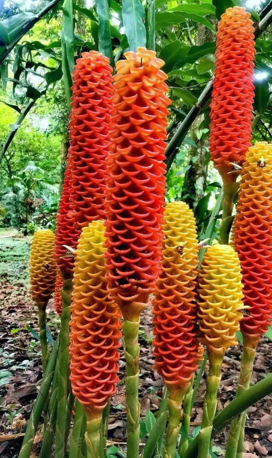 Beehive Ginger (Zingiber spectabile) — owner-supplied variety photograph