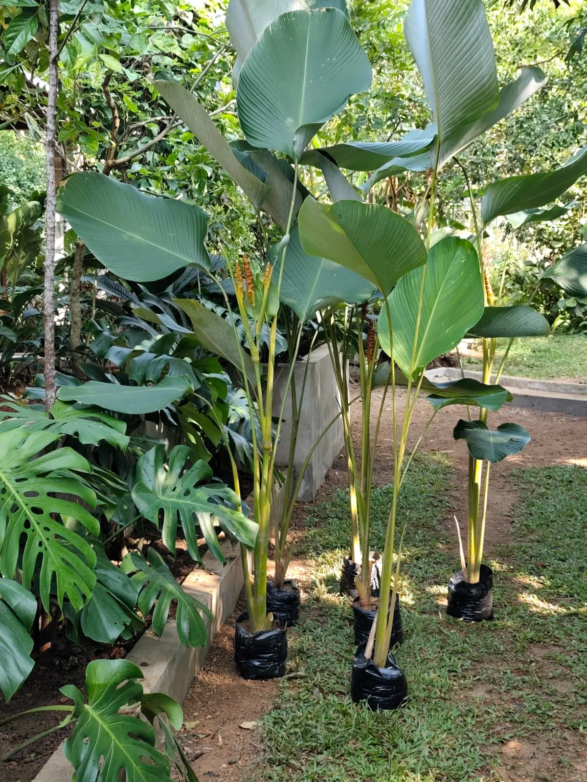 Calathea Lutea (Goeppertia lutea / Calathea lutea) — owner-supplied variety photograph, additional view 1