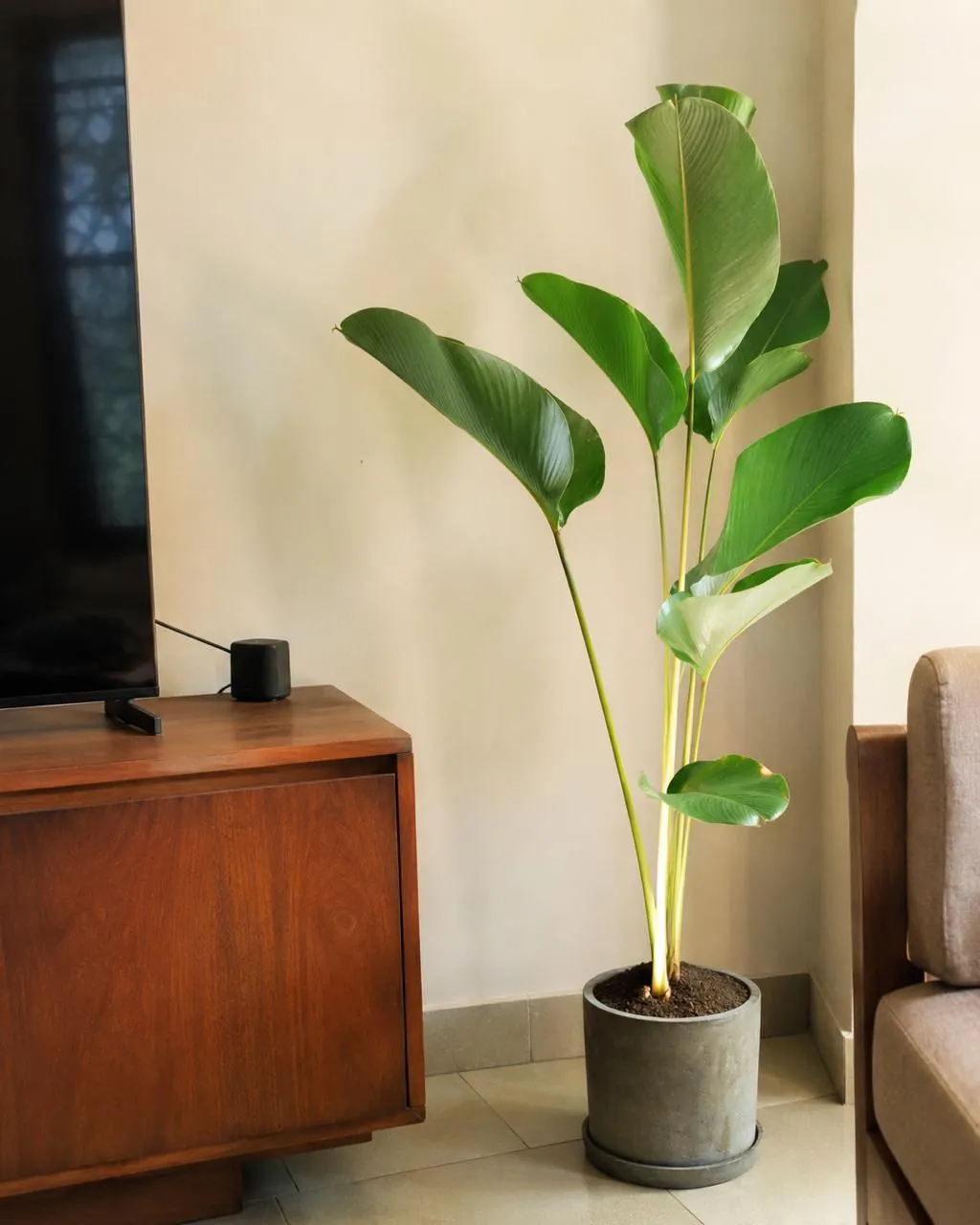 Calathea Lutea (Goeppertia lutea / Calathea lutea) — owner-supplied variety photograph, additional view 2