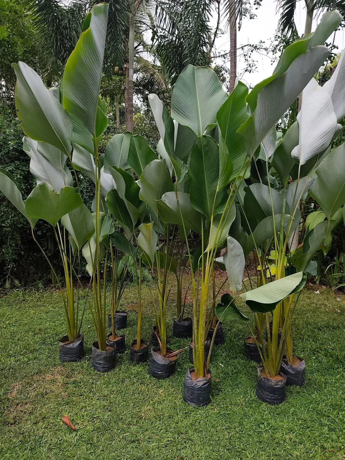 Calathea Lutea (Goeppertia lutea / Calathea lutea) — owner-supplied variety photograph, additional view 3