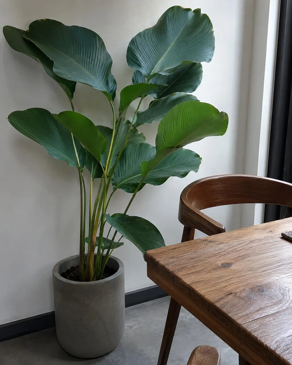 Calathea Lutea (Goeppertia lutea / Calathea lutea) — owner-supplied variety photograph, additional view 4
