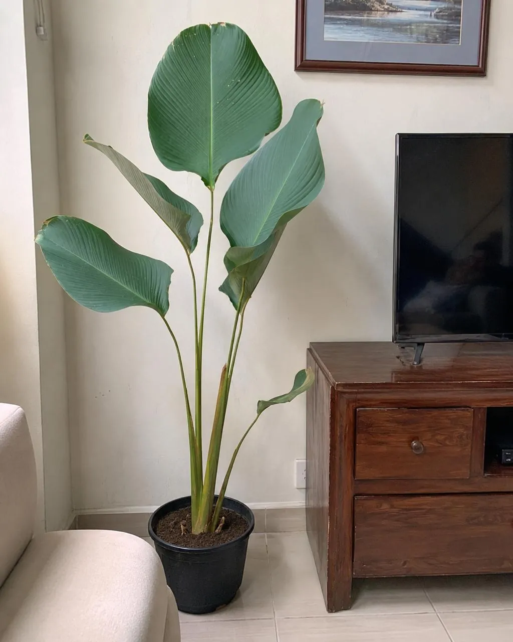 Calathea Lutea (Goeppertia lutea / Calathea lutea) — owner-supplied variety photograph, additional view 5