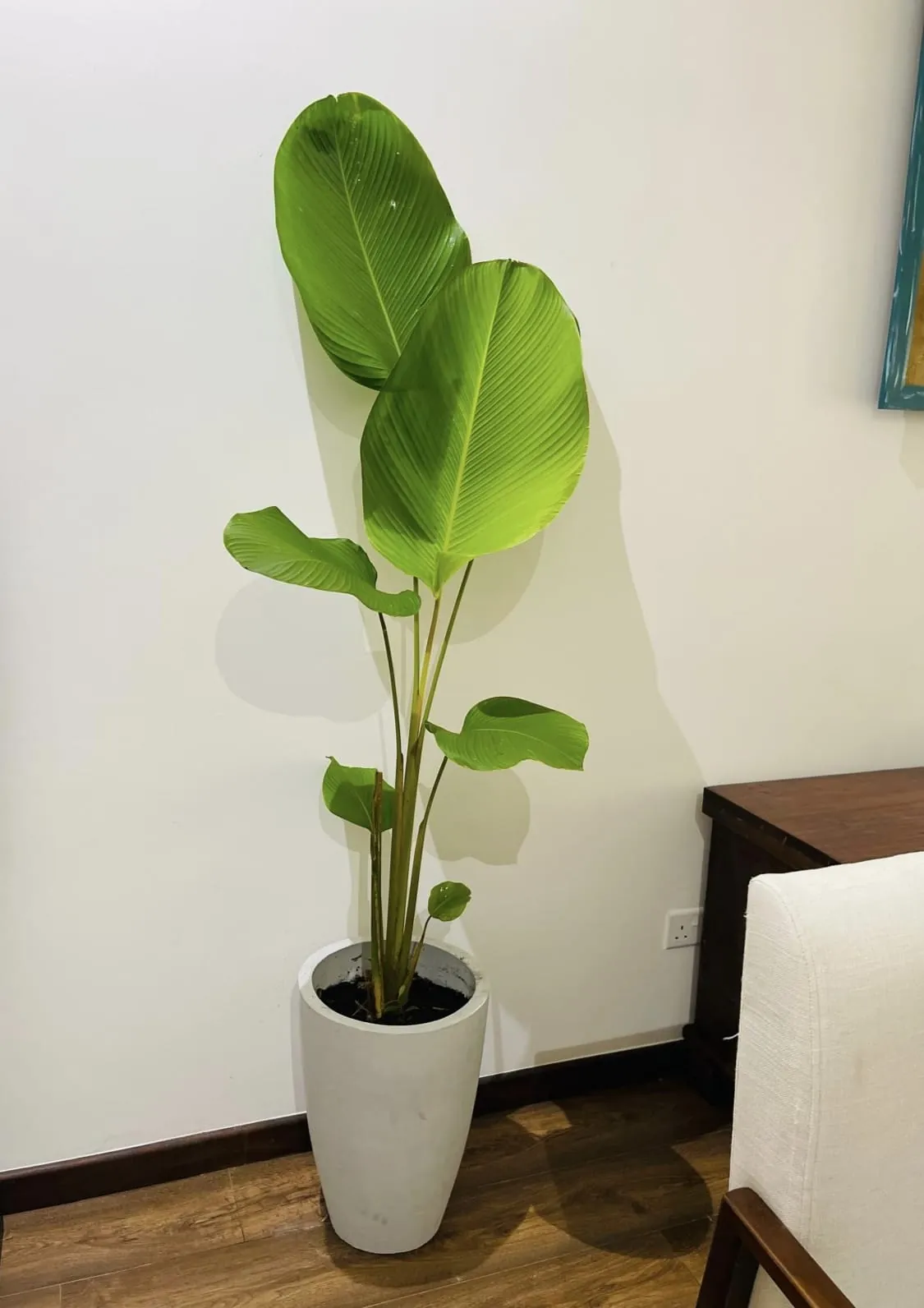 Calathea Lutea (Goeppertia lutea / Calathea lutea) — owner-supplied variety photograph