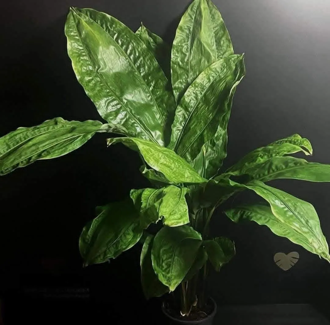 Cyclanthus (Cyclanthus bipartitus) — owner-supplied variety photograph