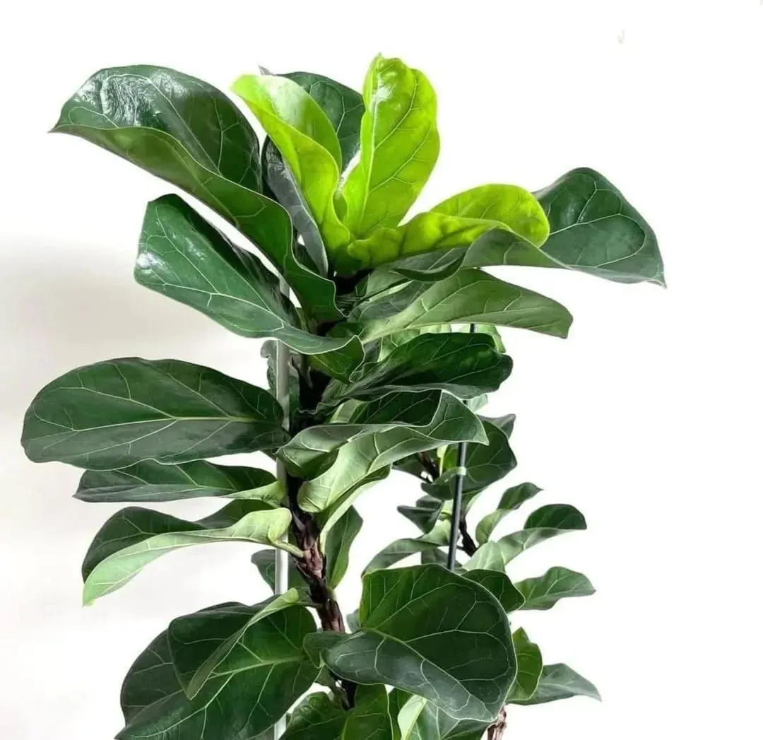 Fiddle Leaf Fig Bambino (Ficus lyrata 'Bambino') — owner-supplied variety photograph, additional view 1