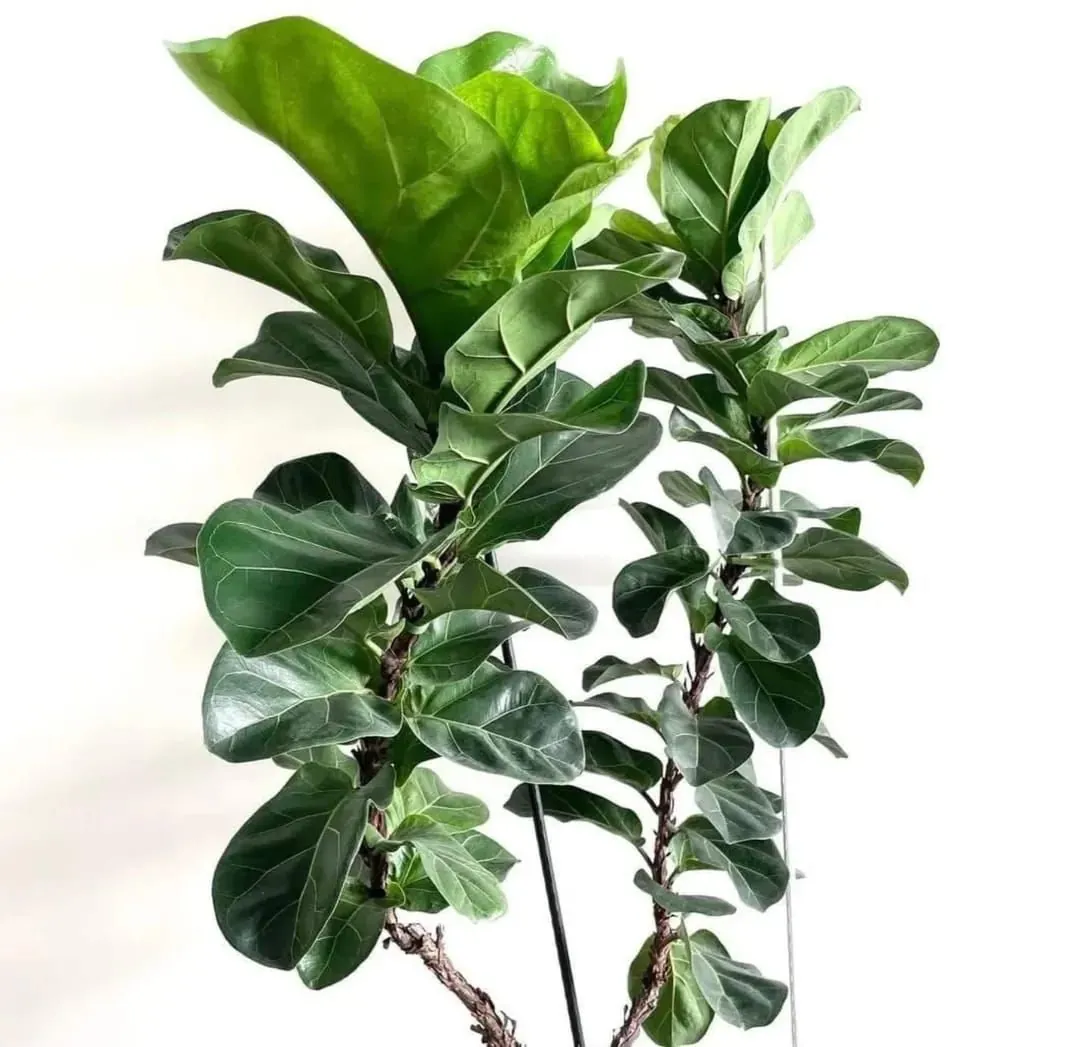 Fiddle Leaf Fig Bambino (Ficus lyrata 'Bambino') — owner-supplied variety photograph, additional view 2