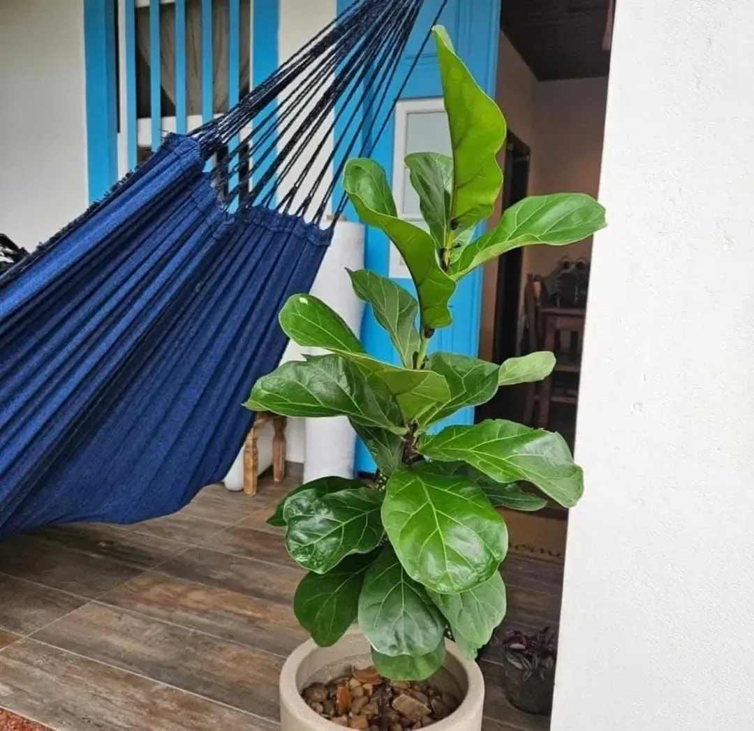 Fiddle Leaf Fig Bambino (Ficus lyrata 'Bambino') — owner-supplied variety photograph