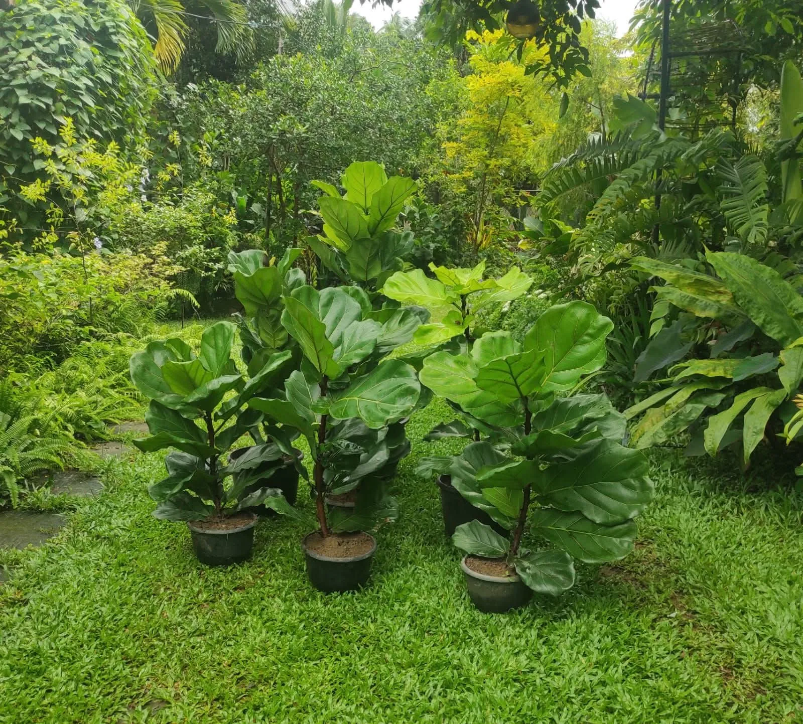 Fiddle Leaf Fig (Ficus lyrata) — owner-supplied variety photograph, additional view 1