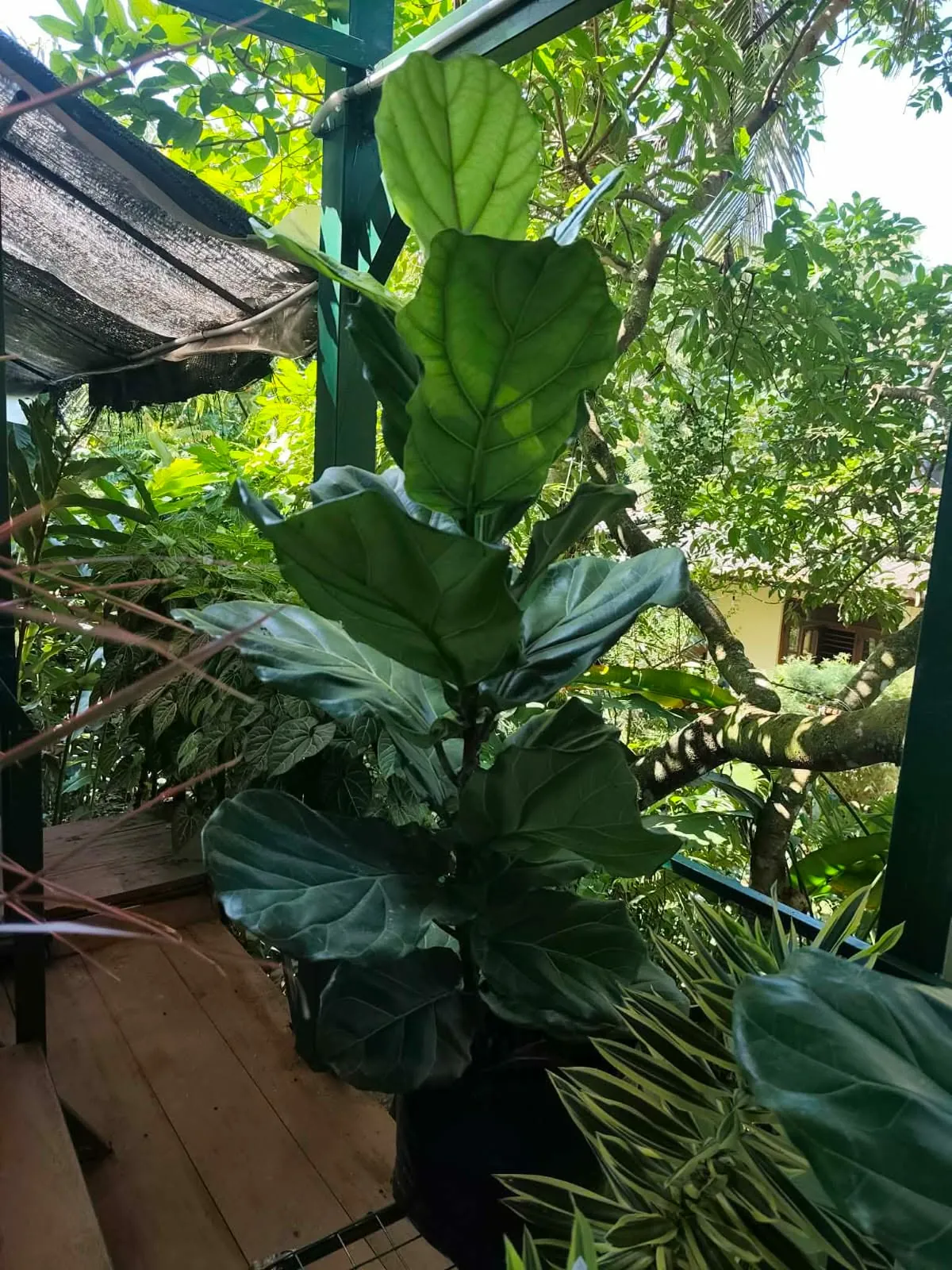 Fiddle Leaf Fig (Ficus lyrata) — owner-supplied variety photograph, additional view 2