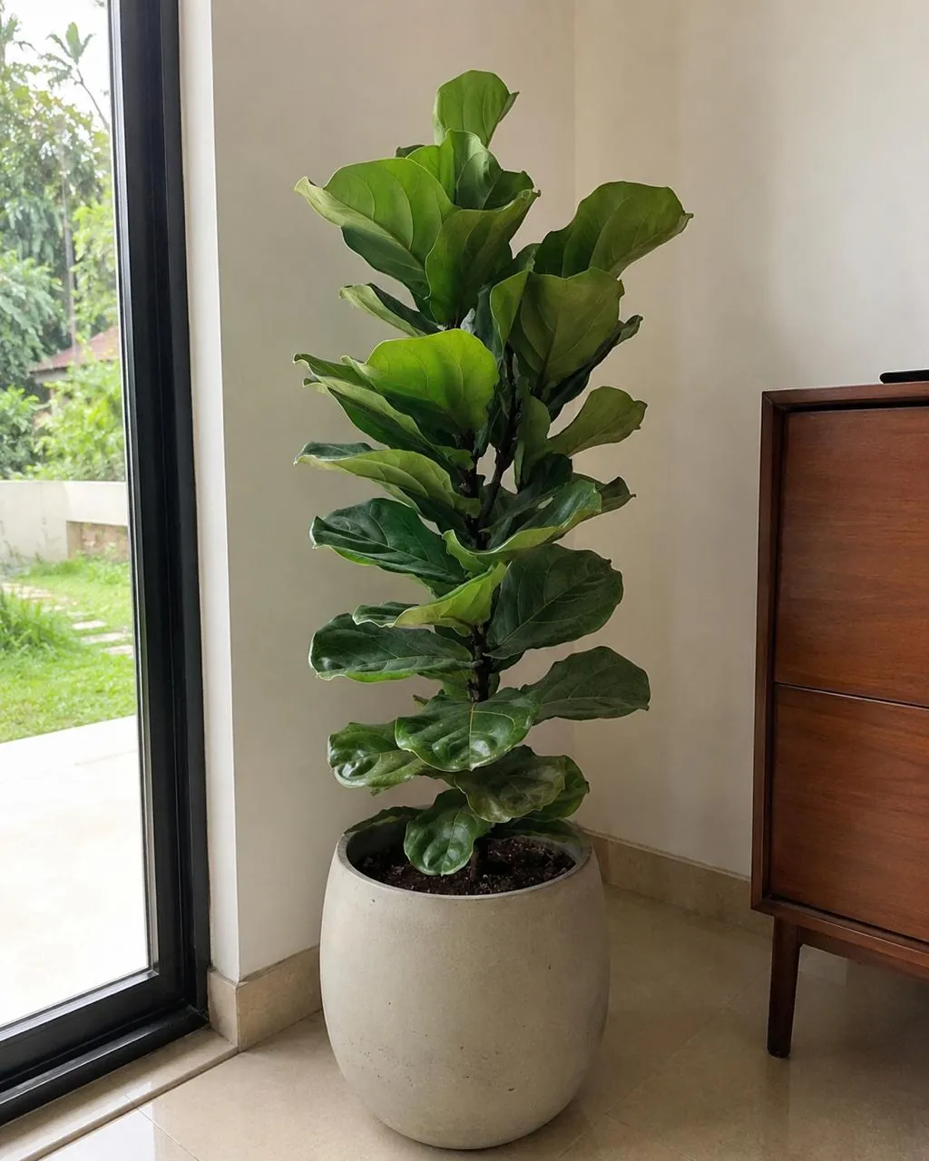 Fiddle Leaf Fig (Ficus lyrata) — owner-supplied variety photograph