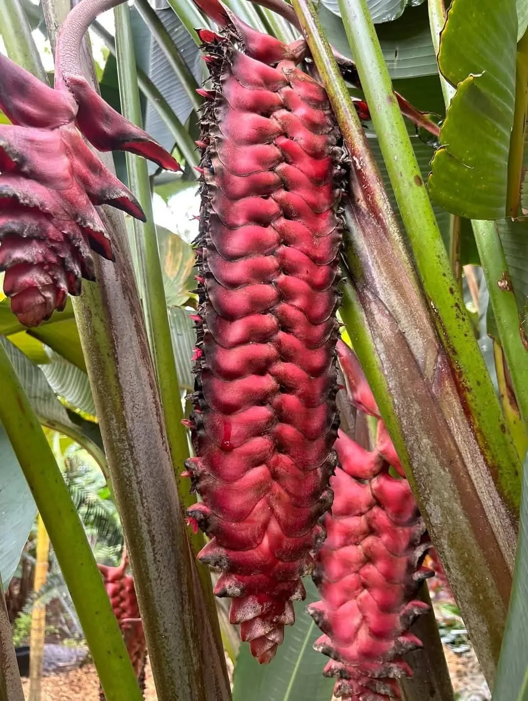 Heliconia Beef Steak (Heliconia cultivar 'Beef Steak') — owner-supplied variety photograph
