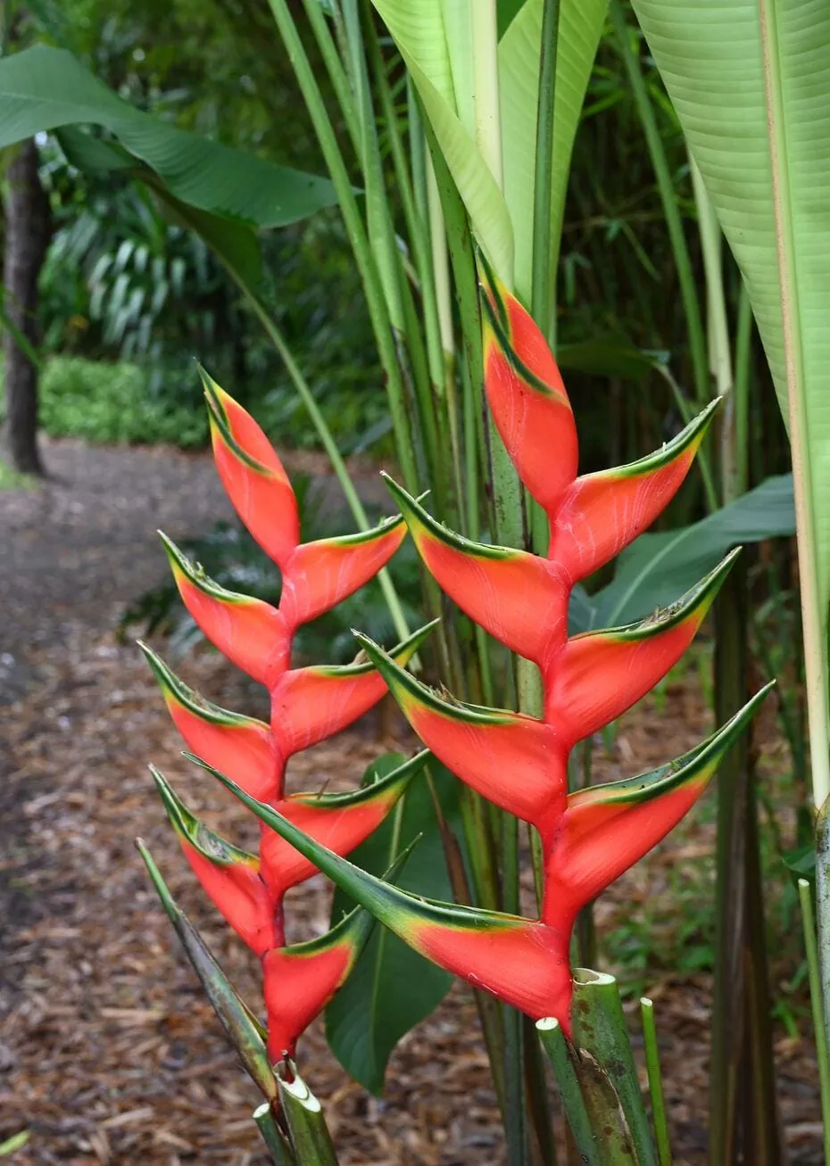 Heliconia Bihai (Heliconia bihai) — owner-supplied variety photograph