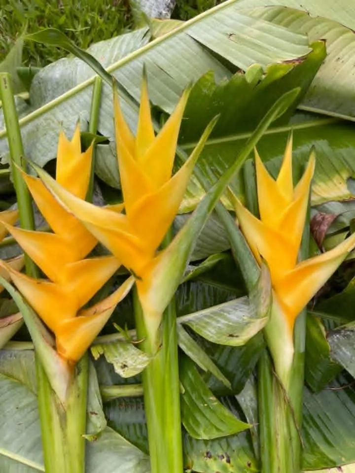 Heliconia Caribaea Gold (Heliconia caribaea 'Gold') — owner-supplied variety photograph, additional view 1