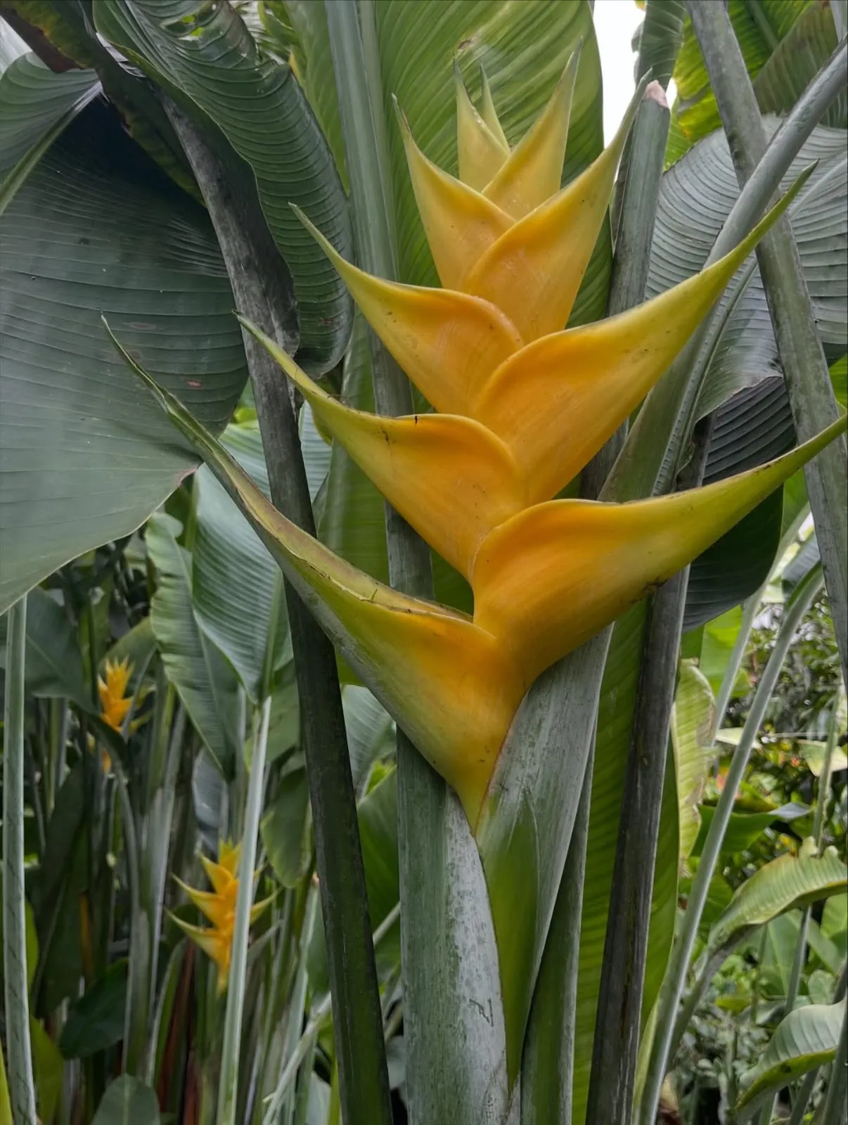 Heliconia Caribaea Gold (Heliconia caribaea 'Gold') — owner-supplied variety photograph