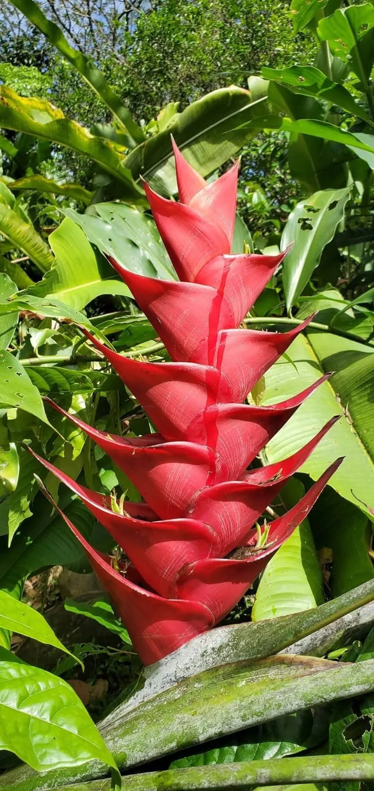 Heliconia Caribaea Red (Heliconia caribaea 'Red') — owner-supplied variety photograph, additional view 1