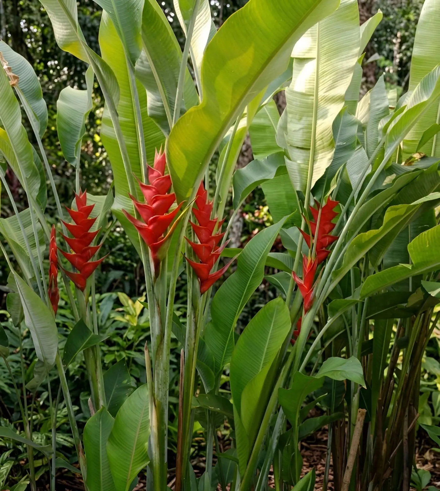 Heliconia Caribaea Red (Heliconia caribaea 'Red') — owner-supplied variety photograph