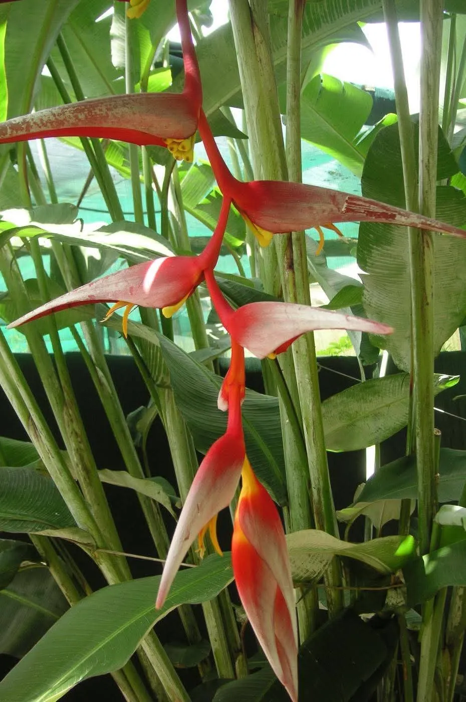 Heliconia Collinsiana (Heliconia collinsiana) — owner-supplied variety photograph, additional view 1
