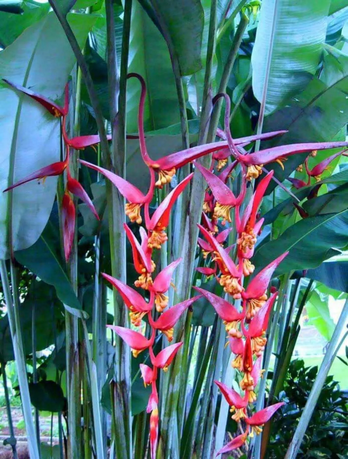 Heliconia Collinsiana (Heliconia collinsiana) — owner-supplied variety photograph, additional view 2