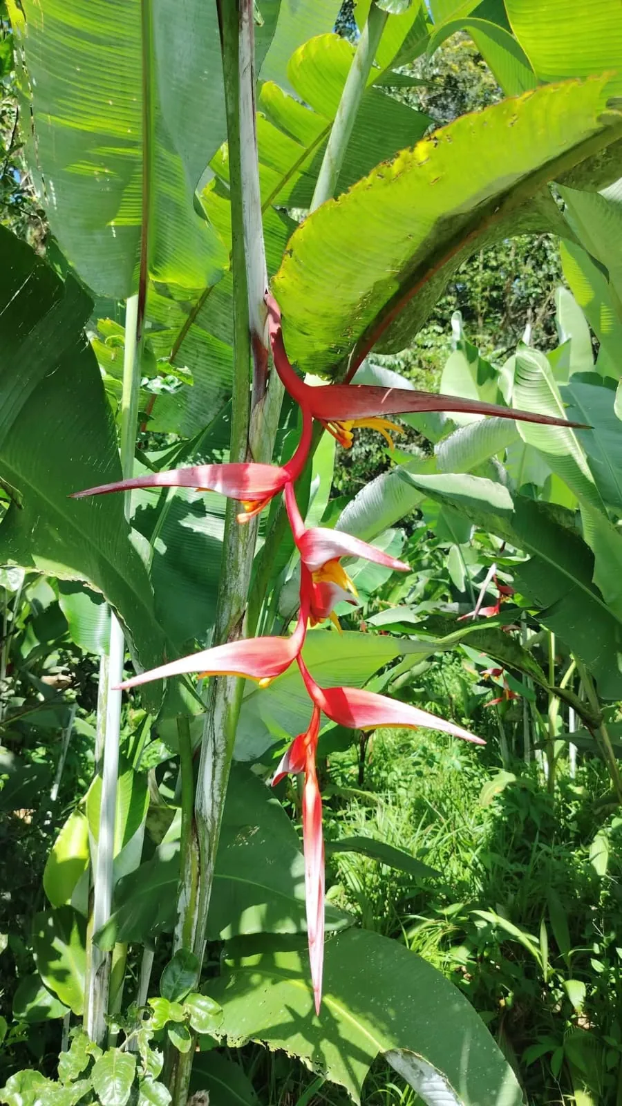 Heliconia Collinsiana (Heliconia collinsiana) — owner-supplied variety photograph