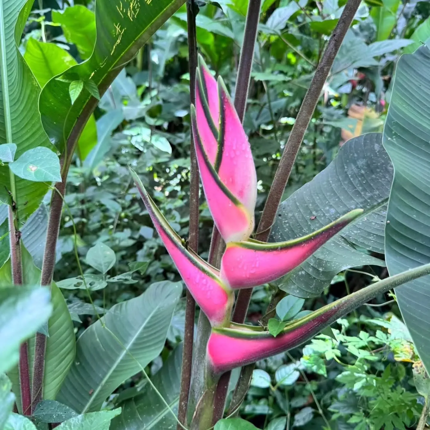 Heliconia Eden Pink (Heliconia cultivar 'Eden Pink') — owner-supplied variety photograph, additional view 1
