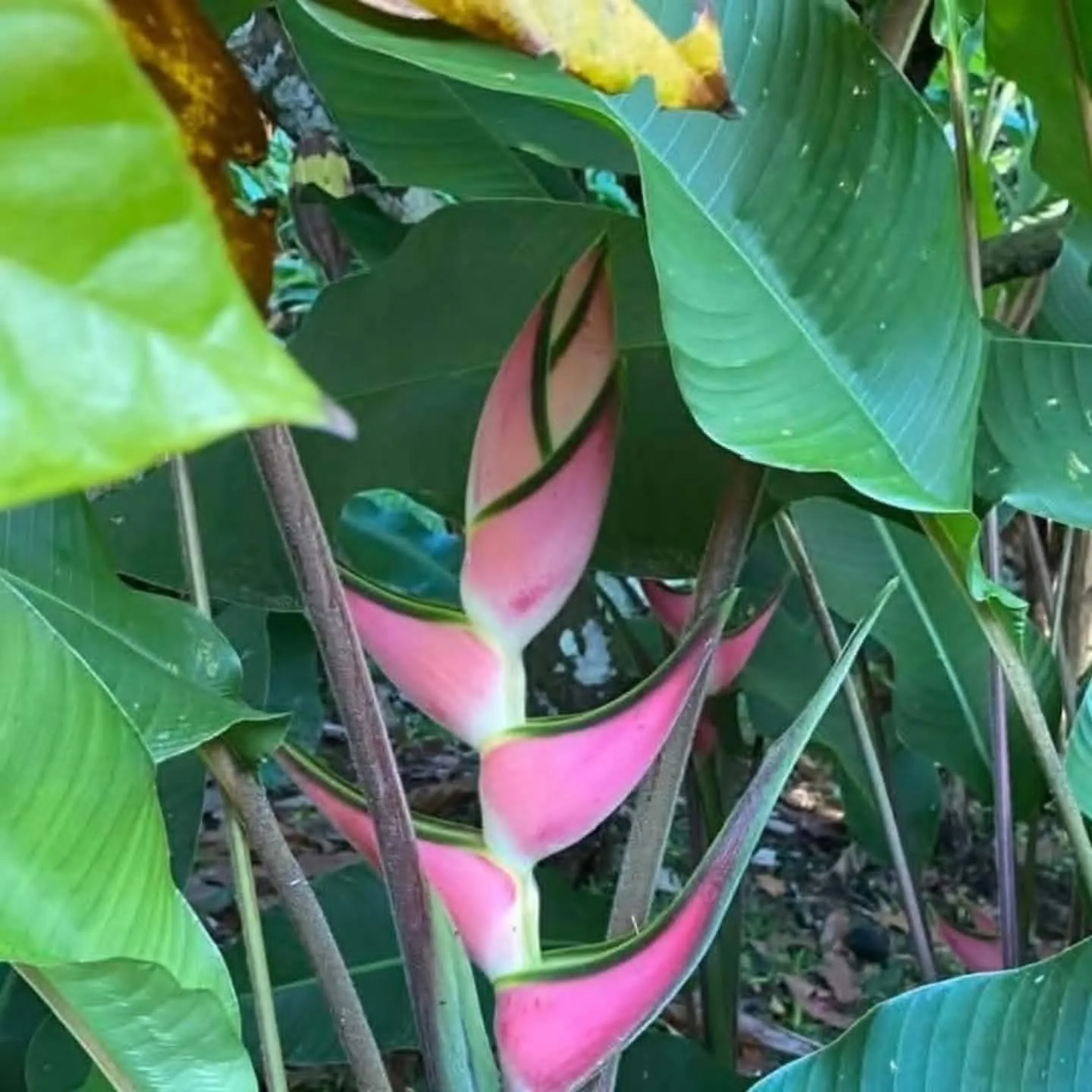 Heliconia Eden Pink (Heliconia cultivar 'Eden Pink') — owner-supplied variety photograph