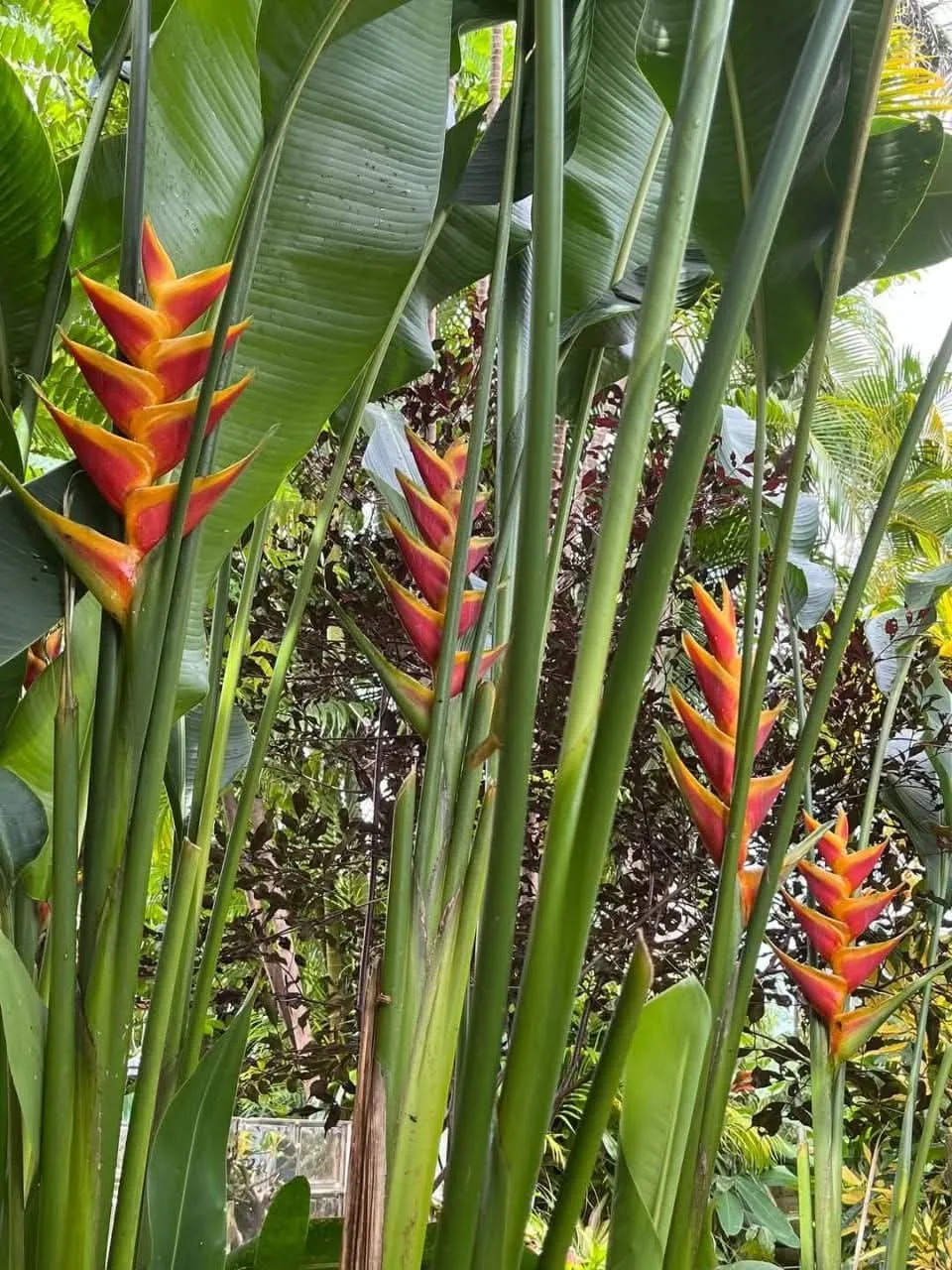 Heliconia Jacquinii (Heliconia bihai × caribaea 'Jacquinii') — owner-supplied variety photograph