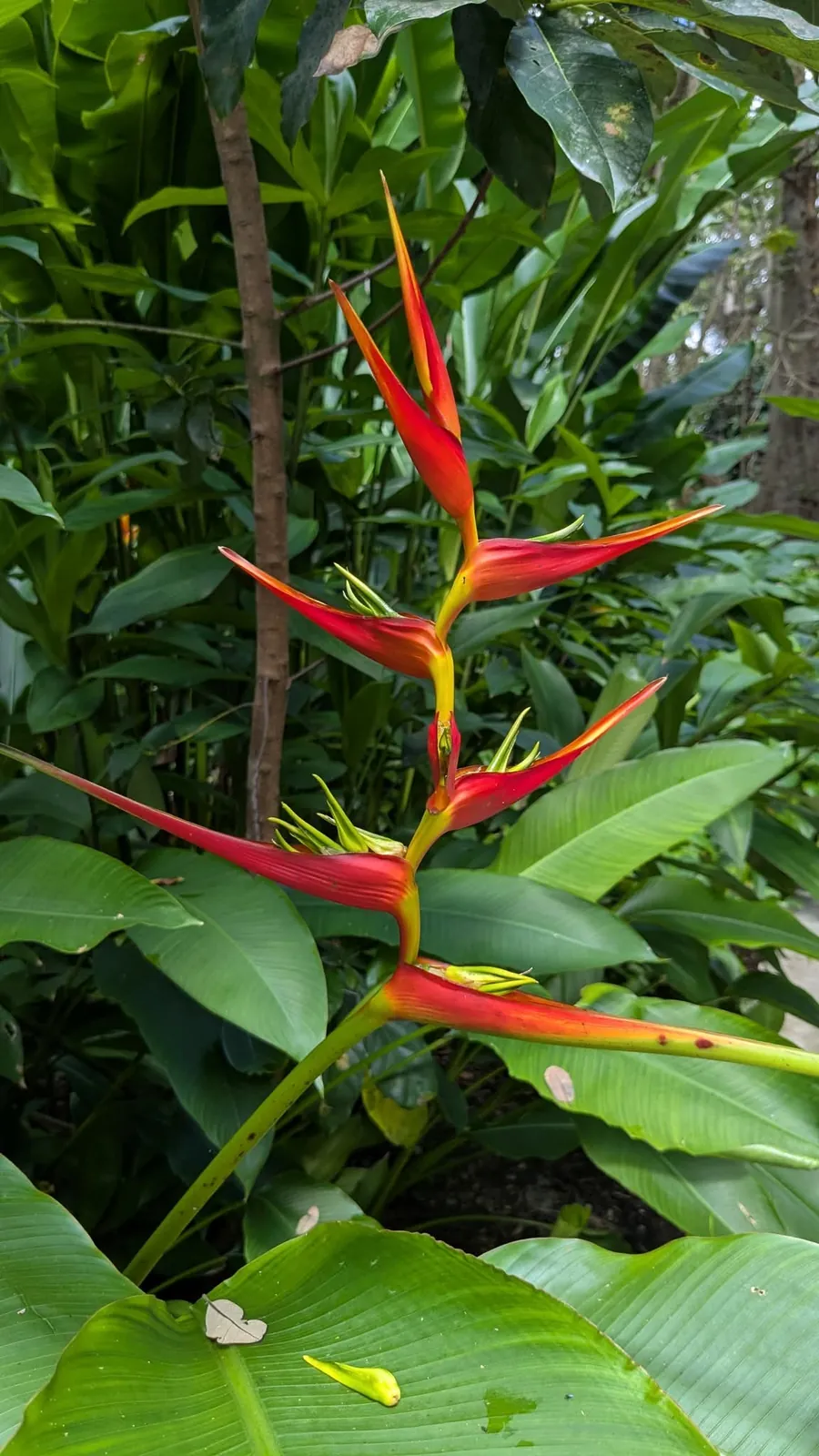 Heliconia Latispatha (Heliconia latispatha) — owner-supplied variety photograph