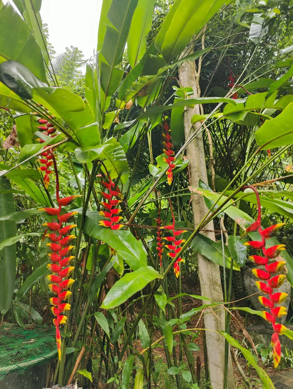 Heliconia Lobster-claws (Heliconia — lobster-claw type) — owner-supplied variety photograph, additional view 1