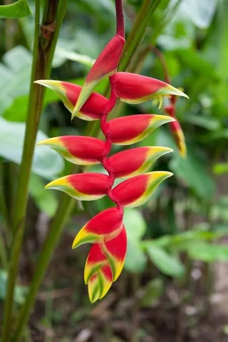 Heliconia Lobster-claws (Heliconia — lobster-claw type) — owner-supplied variety photograph