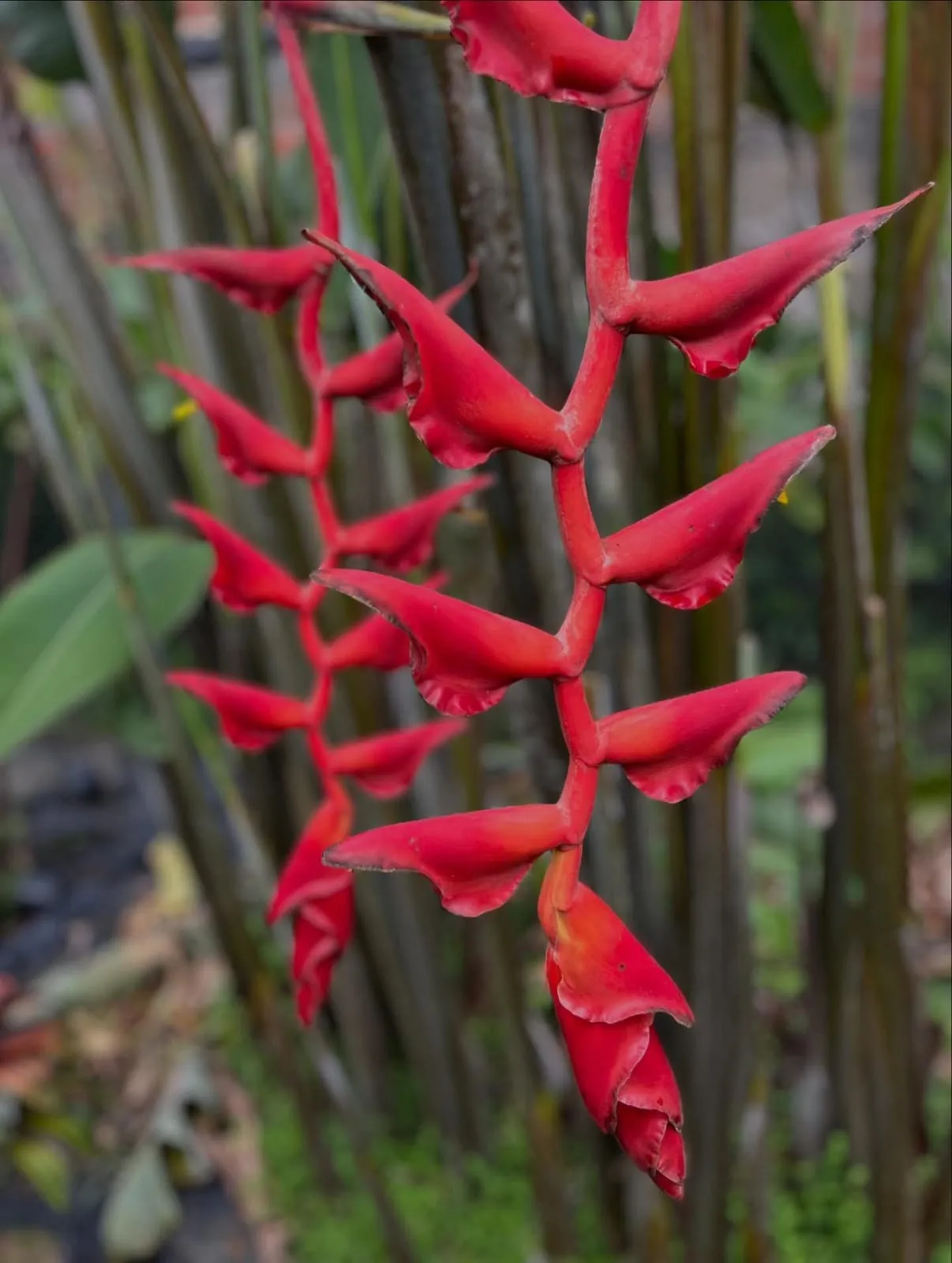 Heliconia Longissima (Heliconia longissima) — owner-supplied variety photograph, additional view 1