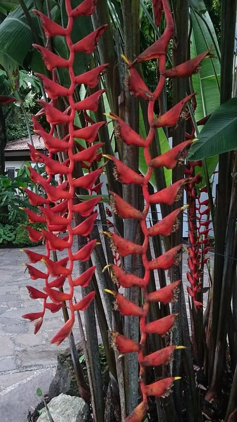 Heliconia Longissima (Heliconia longissima) — owner-supplied variety photograph