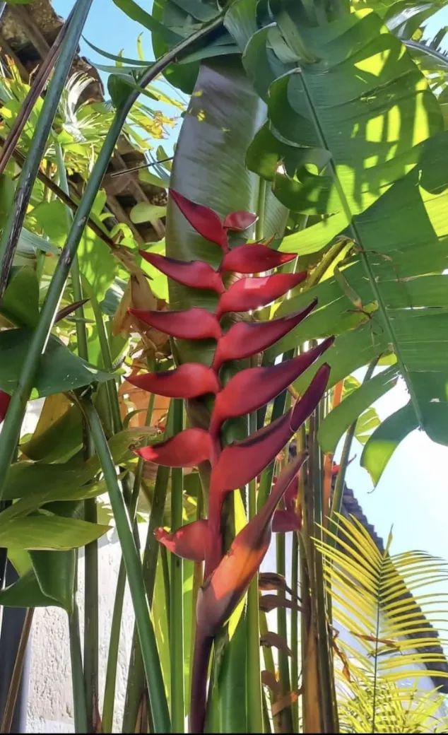 Heliconia Pedro Ortiz (Heliconia collinsiana × bourgaeana 'Pedro Ortiz') — owner-supplied variety photograph