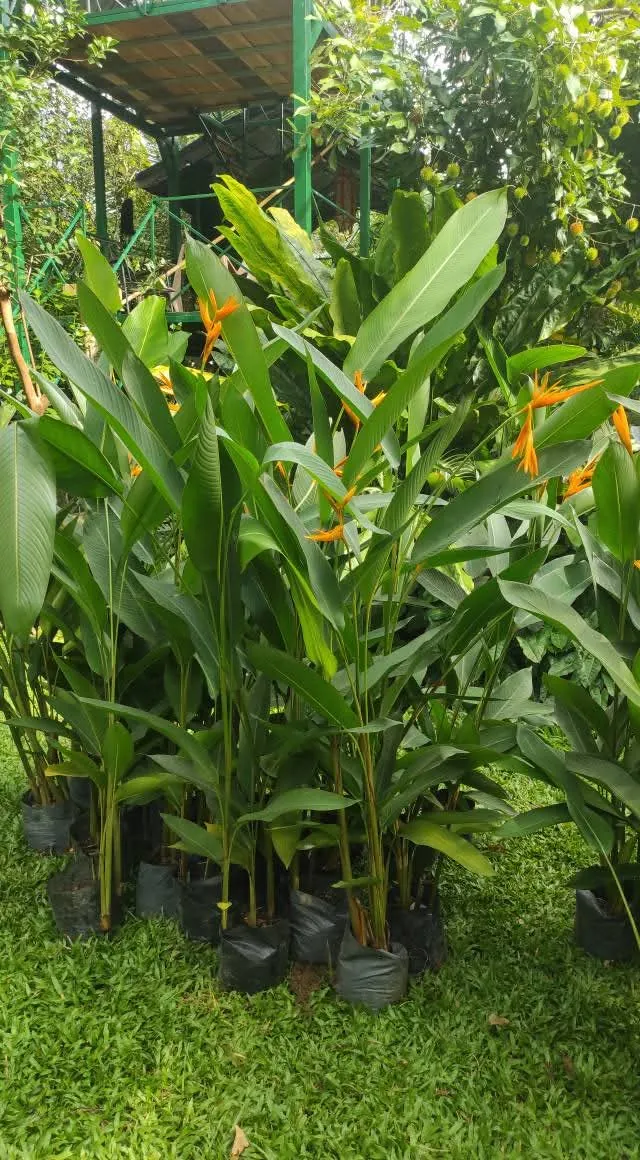 Heliconia Psittacorum (Heliconia psittacorum) — owner-supplied variety photograph