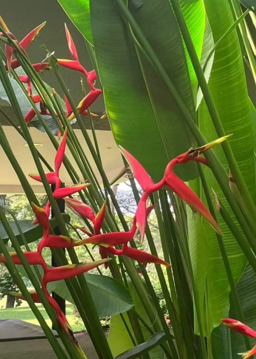 Heliconia Rauliniana (Heliconia × rauliniana) — owner-supplied variety photograph