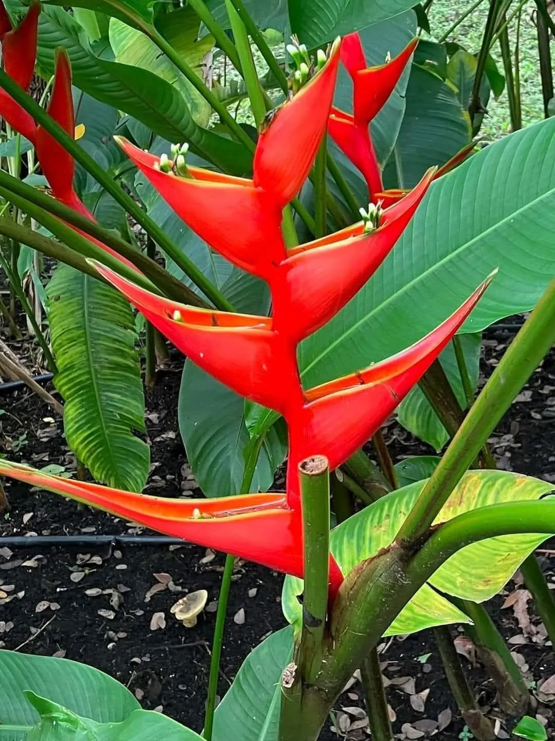 Heliconia Red (Heliconia cultivar — Red) — owner-supplied variety photograph