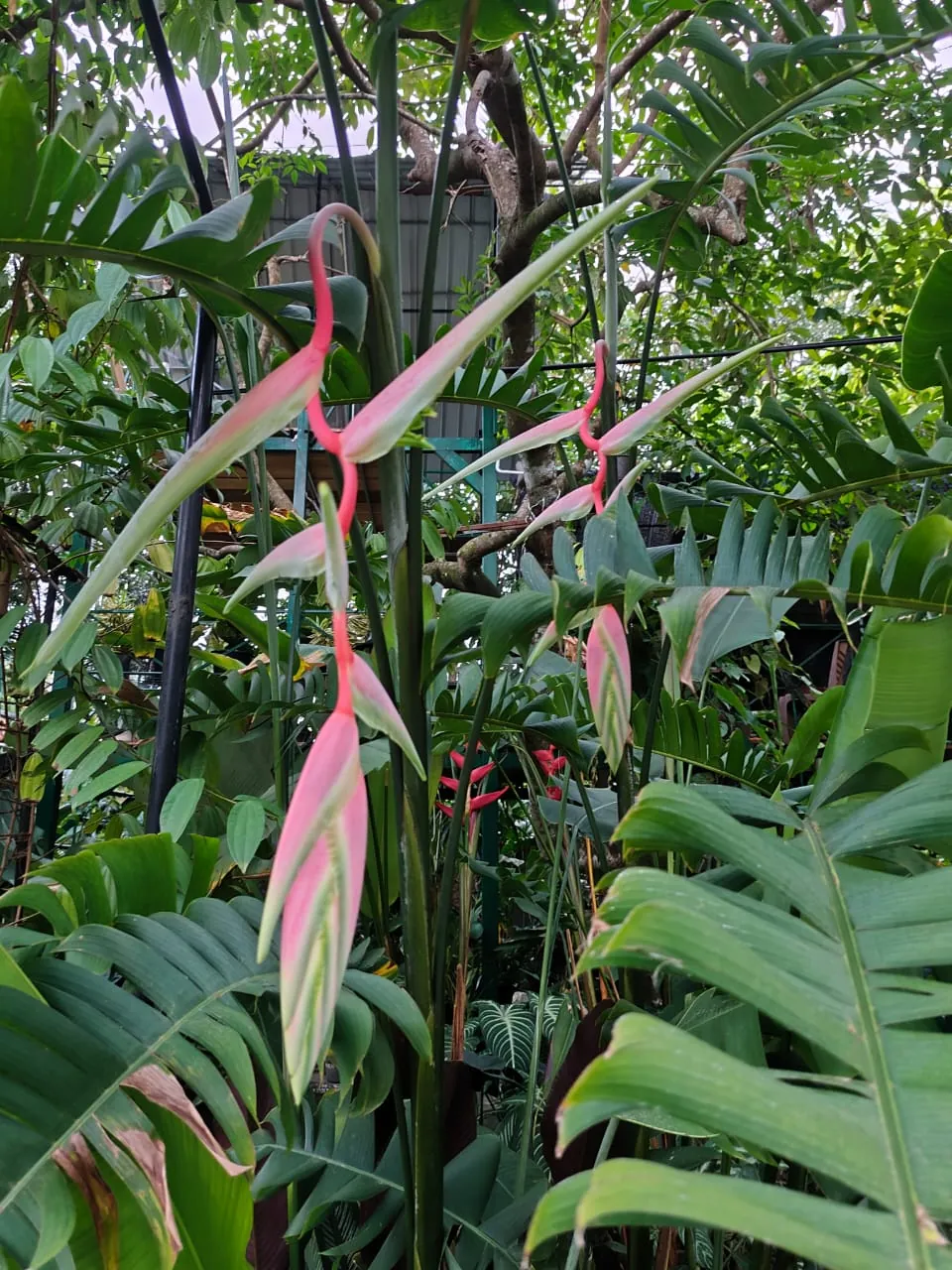 Heliconia Sexy Pink (Heliconia chartacea 'Sexy Pink') — owner-supplied variety photograph