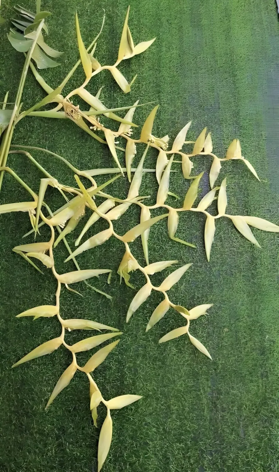 Heliconia Surinam Gold (Heliconia cultivar 'Surinam Gold') — owner-supplied variety photograph, additional view 1