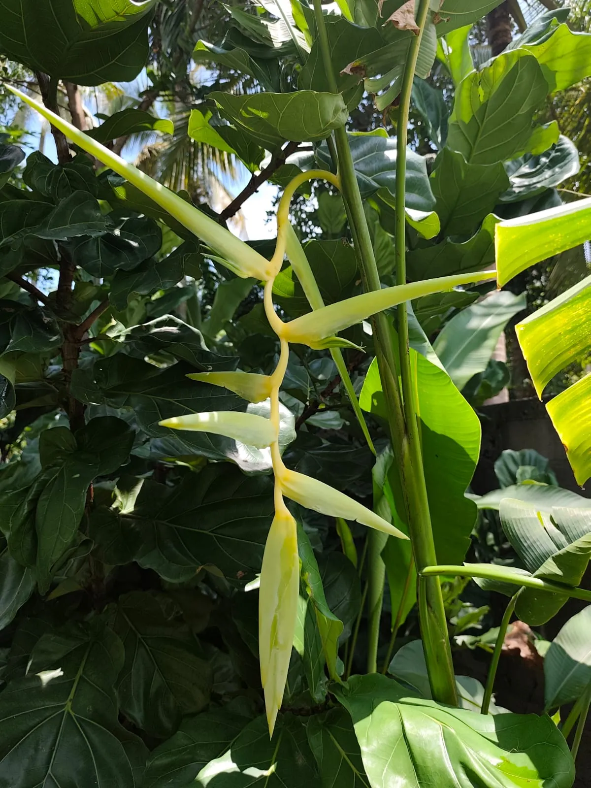 Heliconia Surinam Gold (Heliconia cultivar 'Surinam Gold') — owner-supplied variety photograph