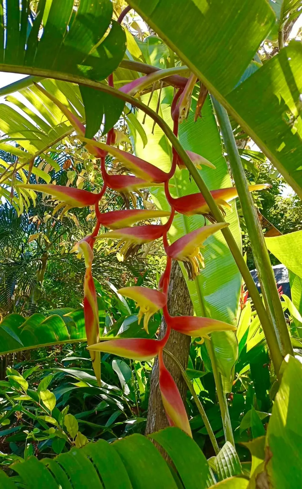 Heliconia Temptress Red (Heliconia cultivar 'Temptress Red') — owner-supplied variety photograph, additional view 1
