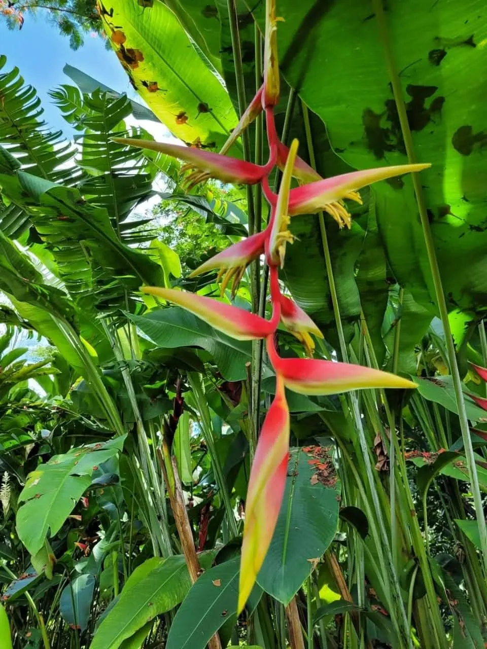 Heliconia Temptress Red (Heliconia cultivar 'Temptress Red') — owner-supplied variety photograph