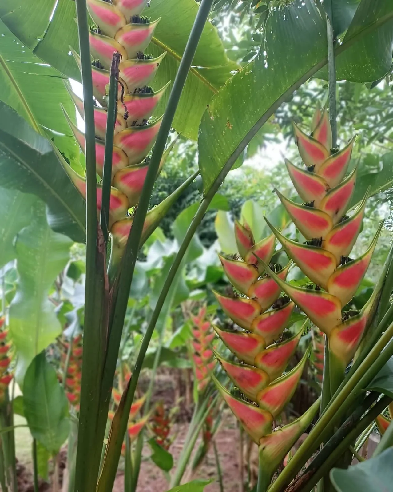Heliconia Wagneriana II (Heliconia wagneriana — second catalogue form) — owner-supplied variety photograph, additional view 1