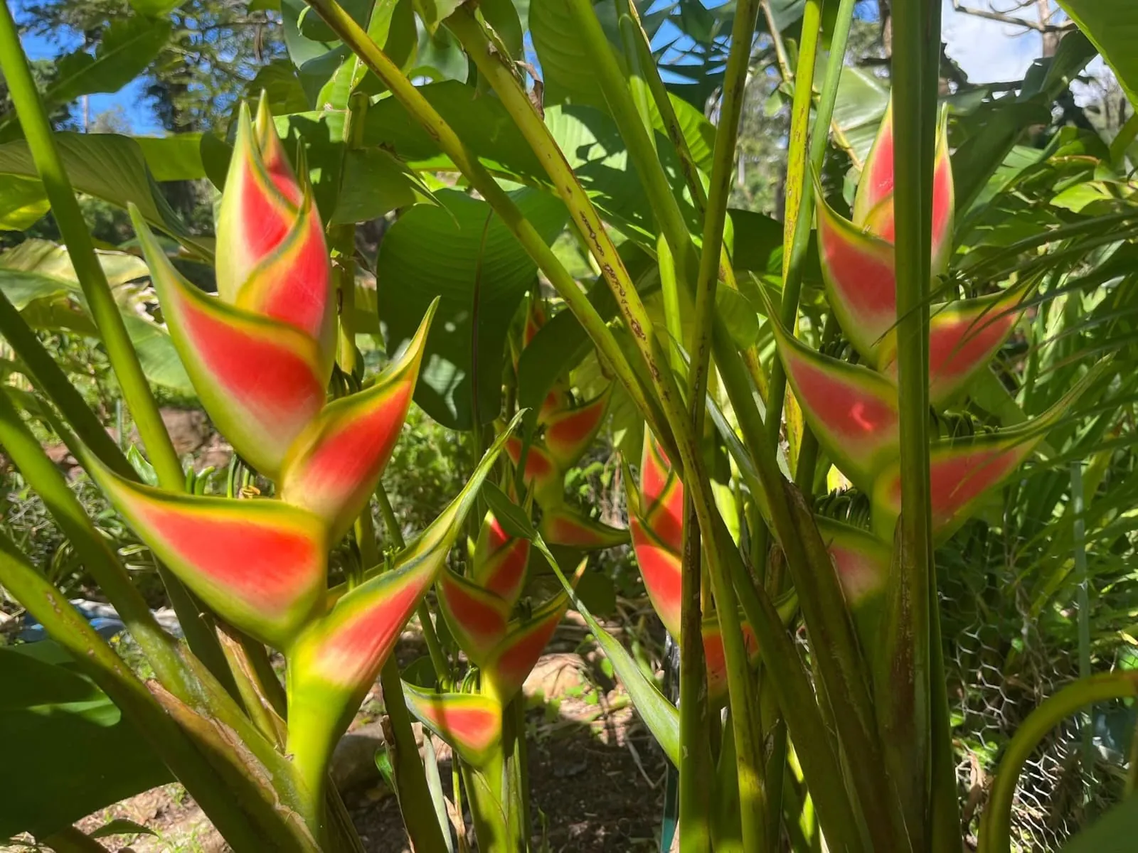 Heliconia Wagneriana II (Heliconia wagneriana — second catalogue form) — owner-supplied variety photograph