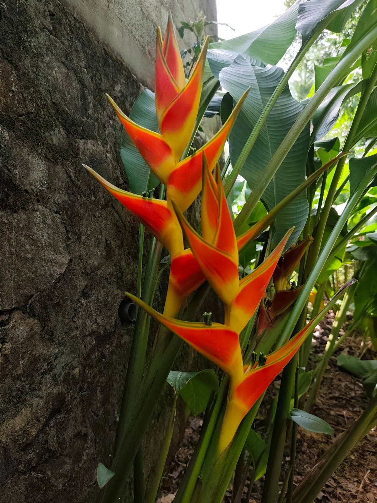 Heliconia Wagneriana (Heliconia wagneriana) — owner-supplied variety photograph, additional view 1