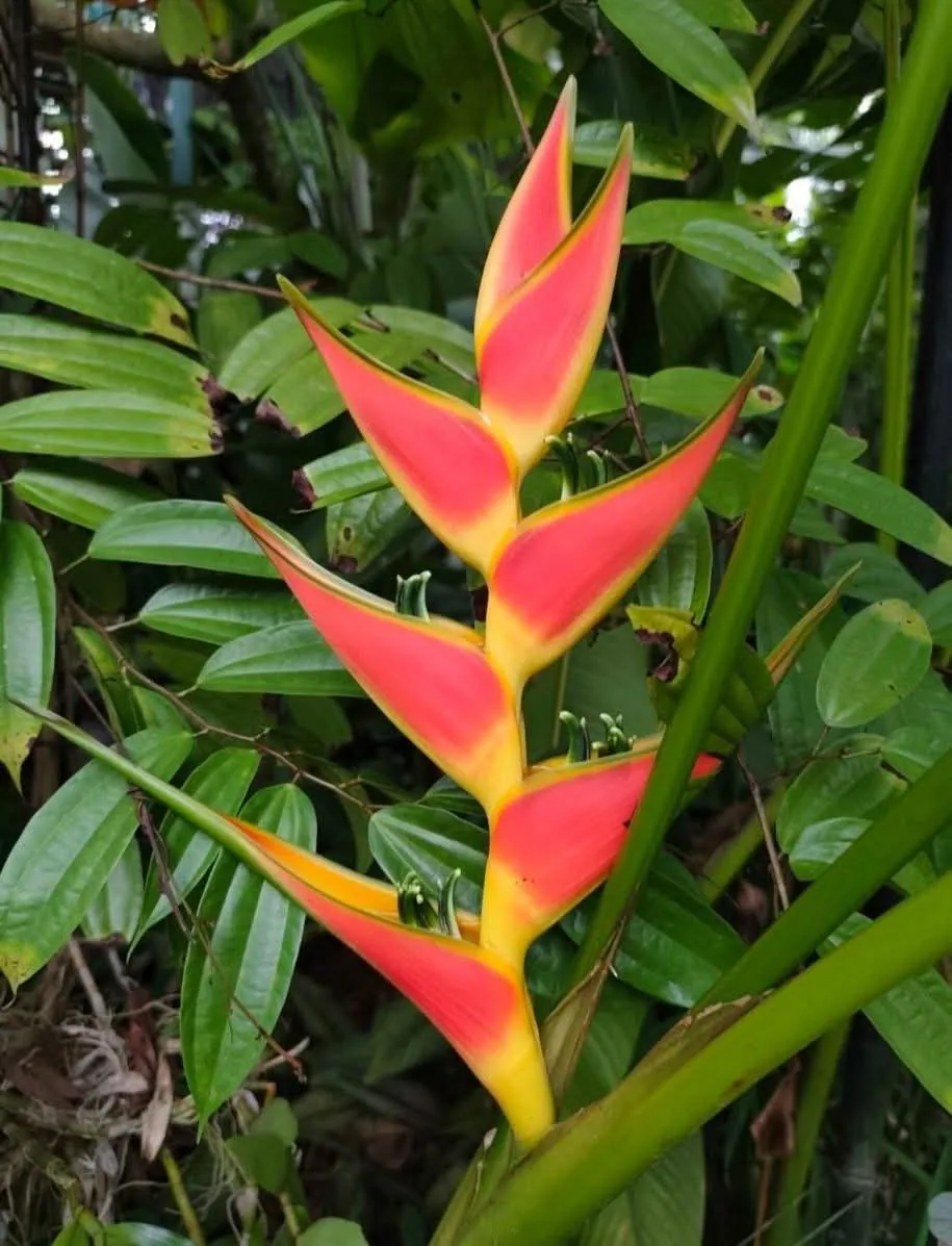 Heliconia Wagneriana (Heliconia wagneriana) — owner-supplied variety photograph