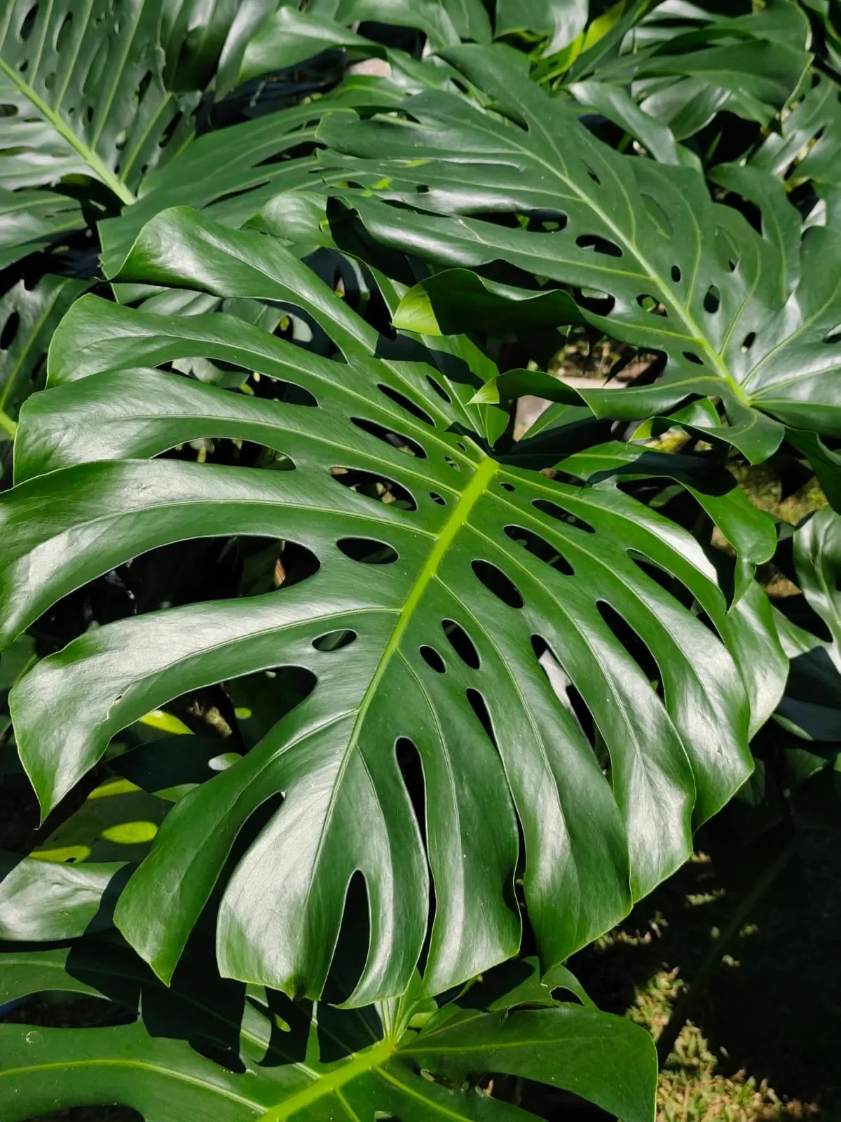 Monstera (Monstera deliciosa) — owner-supplied variety photograph, additional view 1