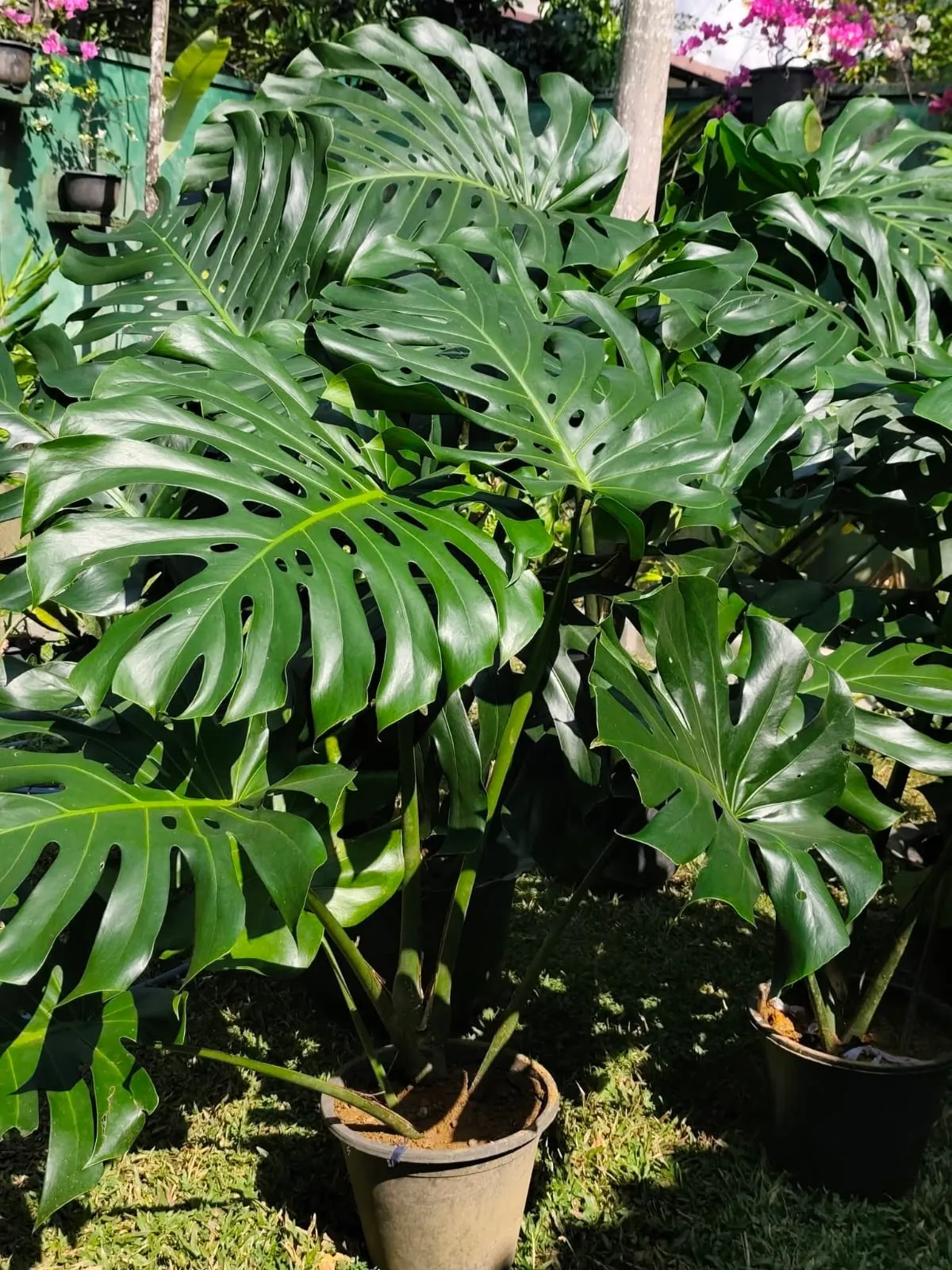 Monstera (Monstera deliciosa) — owner-supplied variety photograph