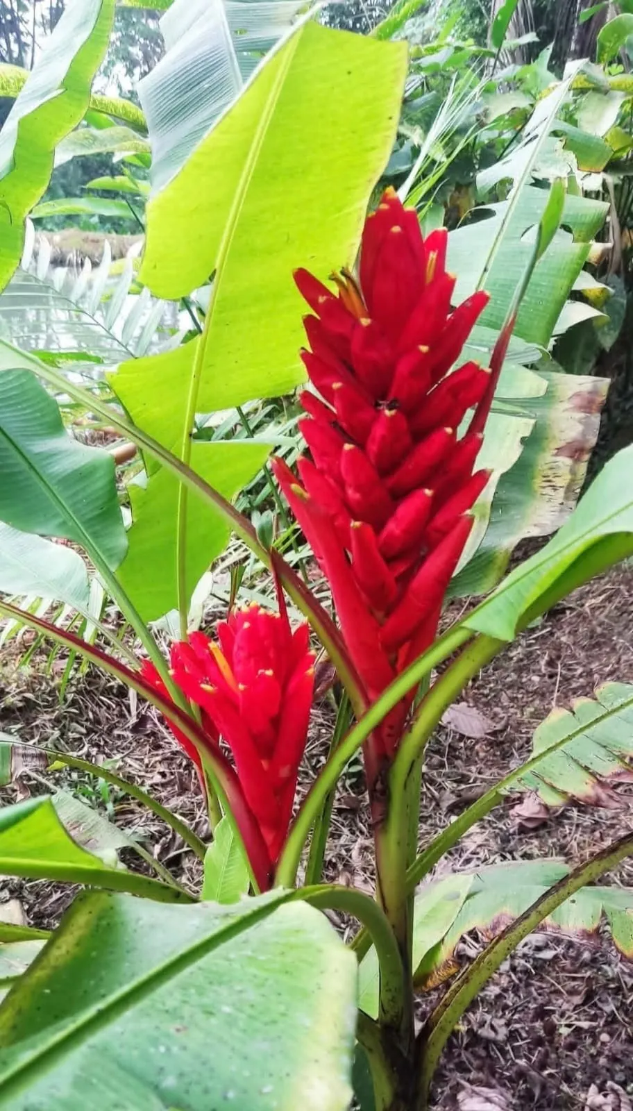 Musa Coccinea (Musa coccinea) — owner-supplied variety photograph