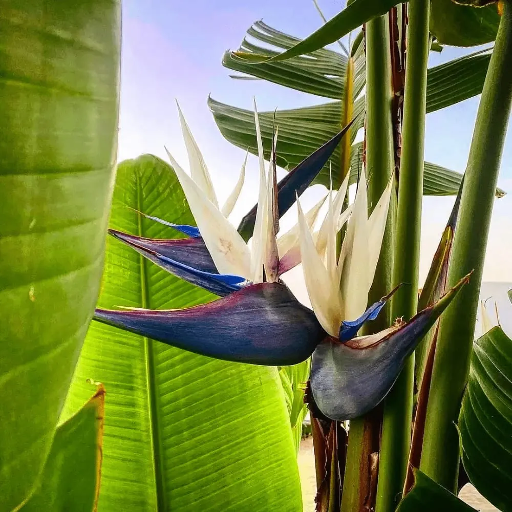 Strelitzia Nicolai (Strelitzia nicolai) — owner-supplied variety photograph, additional view 1